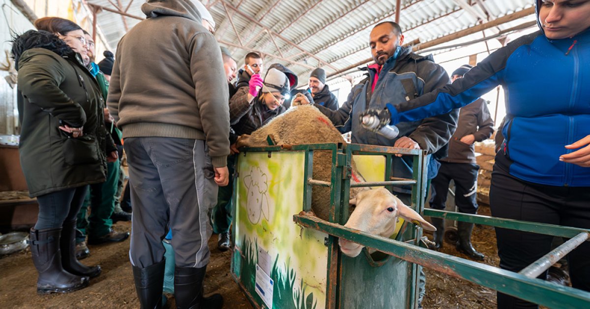 Genetika és tudatos tenyésztés a juhászatokban